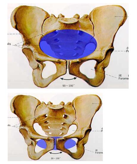 产妇坐骨棘位置示意图图片